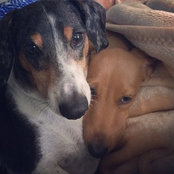Dodger & Diego's photo