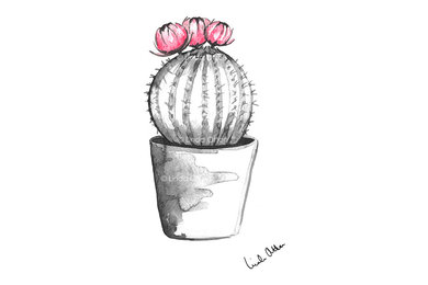 Cactus - Kaktusar