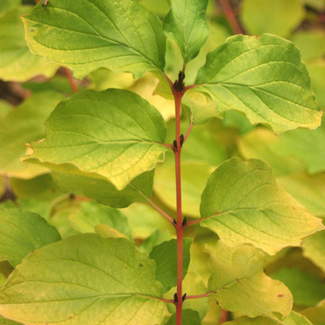 Arctic Sun™ Red Twig Dogwood (Cornus)