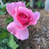 Sharon Williams's photo