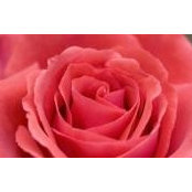 Kanchan Gupta's photo