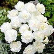 Dawnella Carter's photo