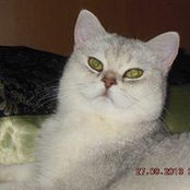 Elena Levchenko's photo