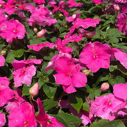Current Featured Plants - Products