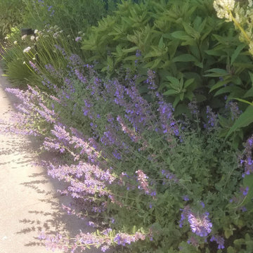 Pollinator Garden