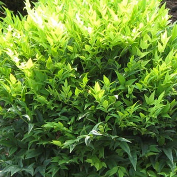 ‘Lemon Lime’ Nandina