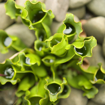 Pitcher plant in the Pebble Fountain