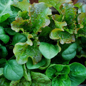Window Box Salads Can Be Beautiful, as Well as Tasty