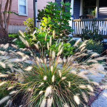 Fountain grass lit from within