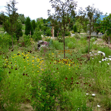 A prairie yard that attracts birds, butterflies and pollinators.