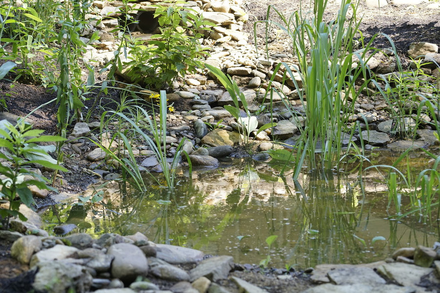 French Broad Rain Garden