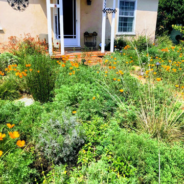 Native Wildflowers