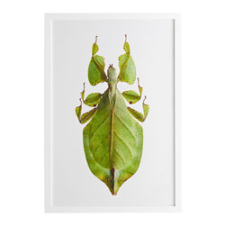 LEAF INSECT WALL ART - Prints And Posters