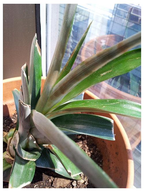 Pineapple Brown Leaves and not growing new leaves