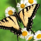 Susan Plachy's photo
