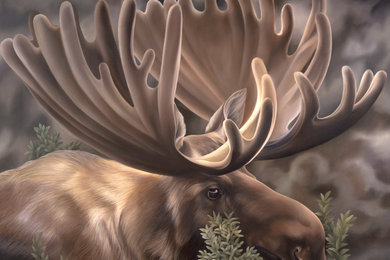 Woodside Moose Portrait