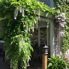 wisteria