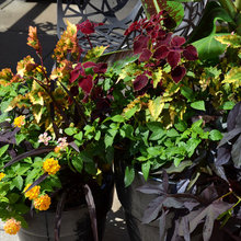 Outdoor potted plants