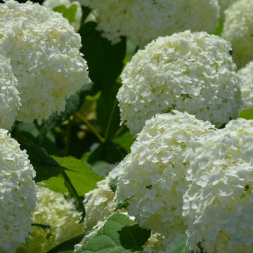 'Annabelle' hydrangea