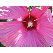 Andrea Kuepper's photo