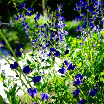 Prairie Garden