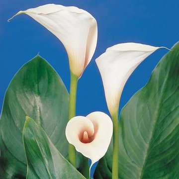 Zantedeschia (Calla Lilies)