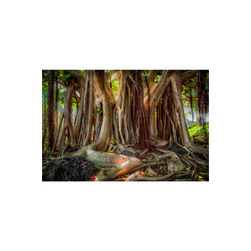 Banyan Trunk Photographic Artwork | Andrew Martin Mother Tree, 59" X 39"