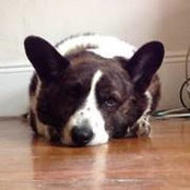 Steve Walsh's photo