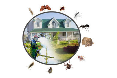 Bee Pest Control Adelaide