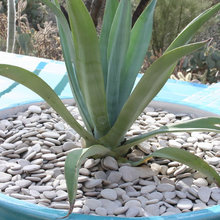Patio Ideas