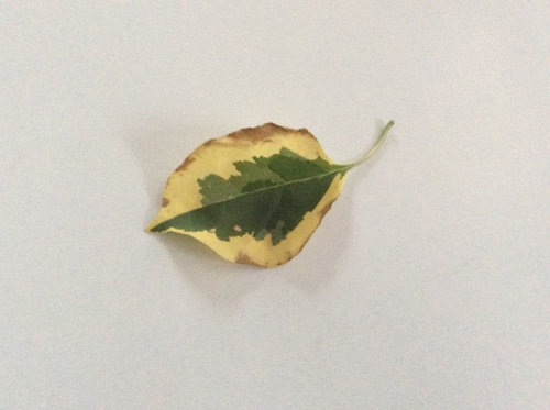 Brown Spots On Bougainvillea Leaves But Both Varieties With Variegated Leaves Getting Brown Edges And Falling Off Please Let Me Know How Can I Get Rid Those Spots