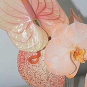 Kara Pickardさんの写真