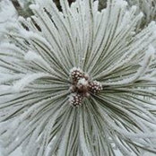 Foto von Diane Swanson