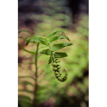 Growth of the Forest Floor Nature Photo, Botanical Unframed Wall Art Print, 11" X 14"