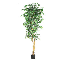 Ficus trees