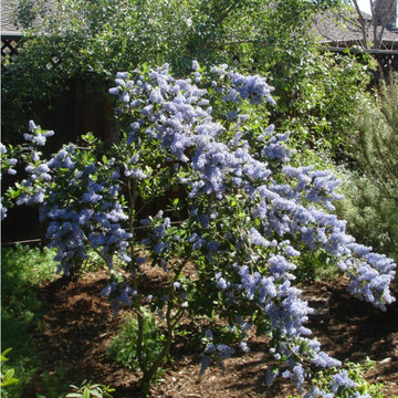California Native Garden | San Jose