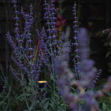 Family Garden in Ealing, London