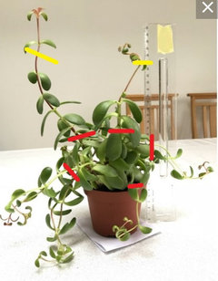 Need help with leggy jade plant | Houzz Forum