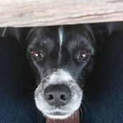 Foto von Denise Shears