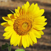 Charlene Armstrong's photo
