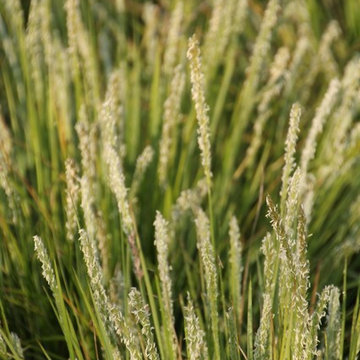 Sesleria autumnalis