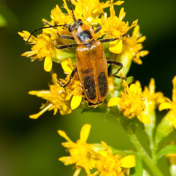 Solidago flexicaulis