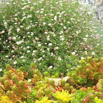 Low water butterfly garden