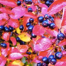 Plants: Shrubs