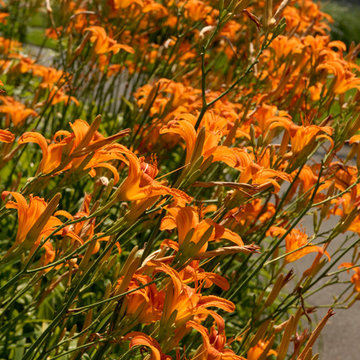 Hemerocallis fulva / Daylily