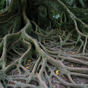 How to Spot and Address Girdling Roots