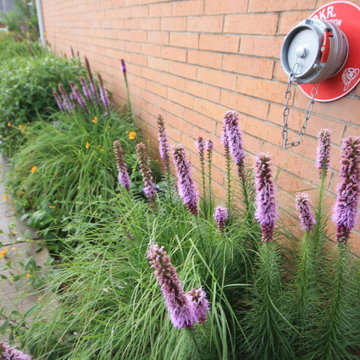 Native Plant Landscaping, Hardscaping, and Bioswales