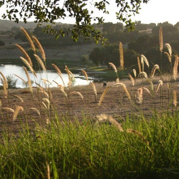 Ornamental Grasses