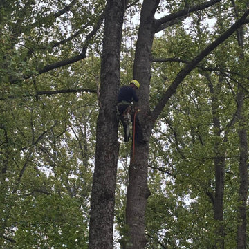 Complete Outdoor Property Improvement and Tree Service