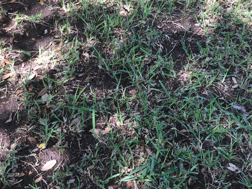 How to Fill in Bare Spots in St Augustine Grass? 